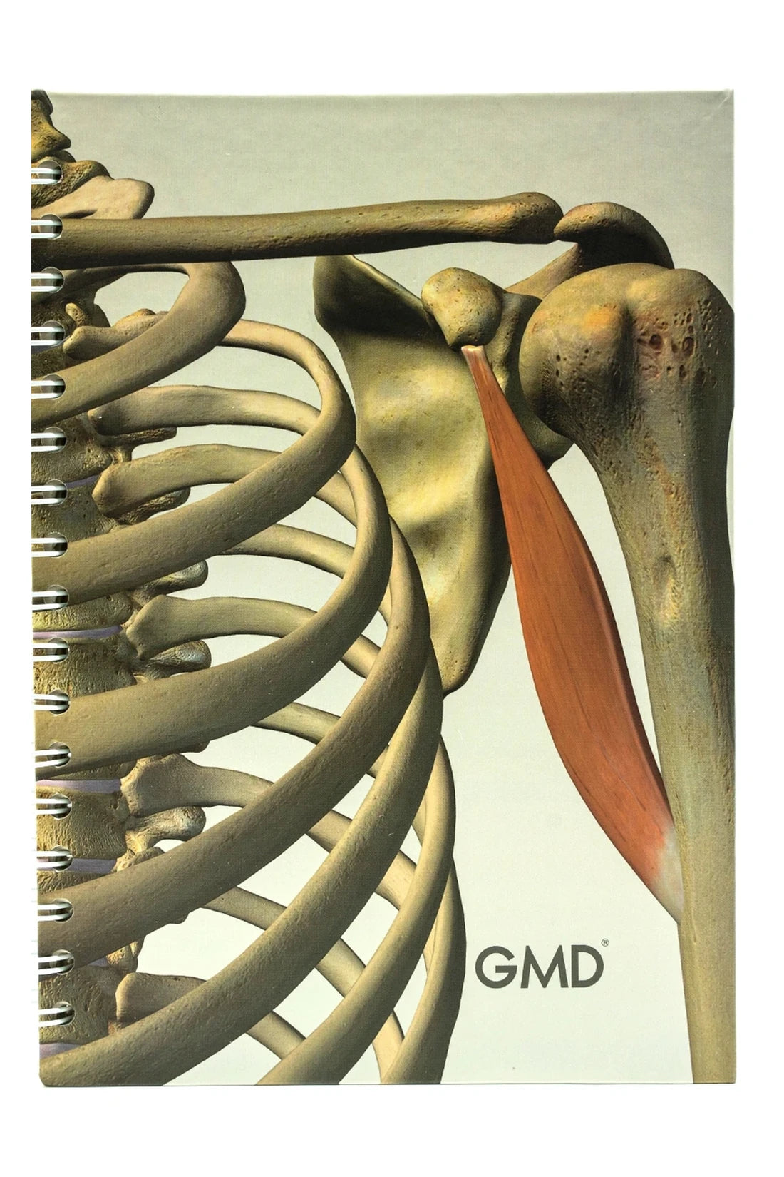 CUADERNO ARGOLLADO GMD HUESOS HUMANOS